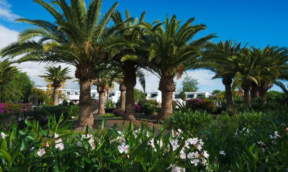 Gartenpalmen Relaxia Olivina